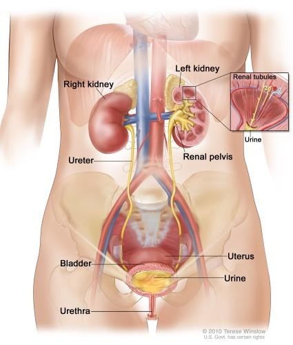 urologia1 urologia1