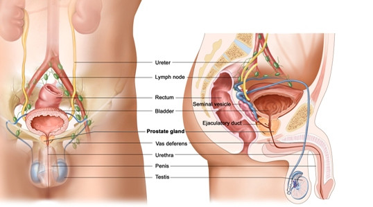 urologia2 urologia2
