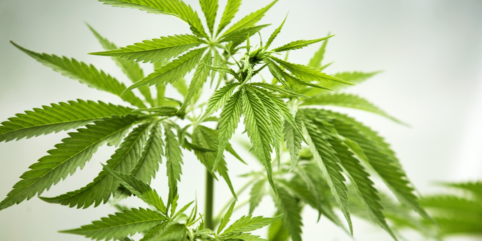 Cannabis a uso terapeutico Dr Domenico Battaglia
