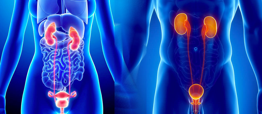termine per la rimozione chirurgica della ghiandola prostatica